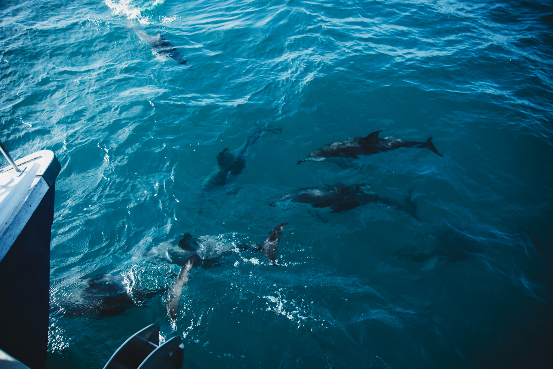 delfiny kaikoura nowa zelandia