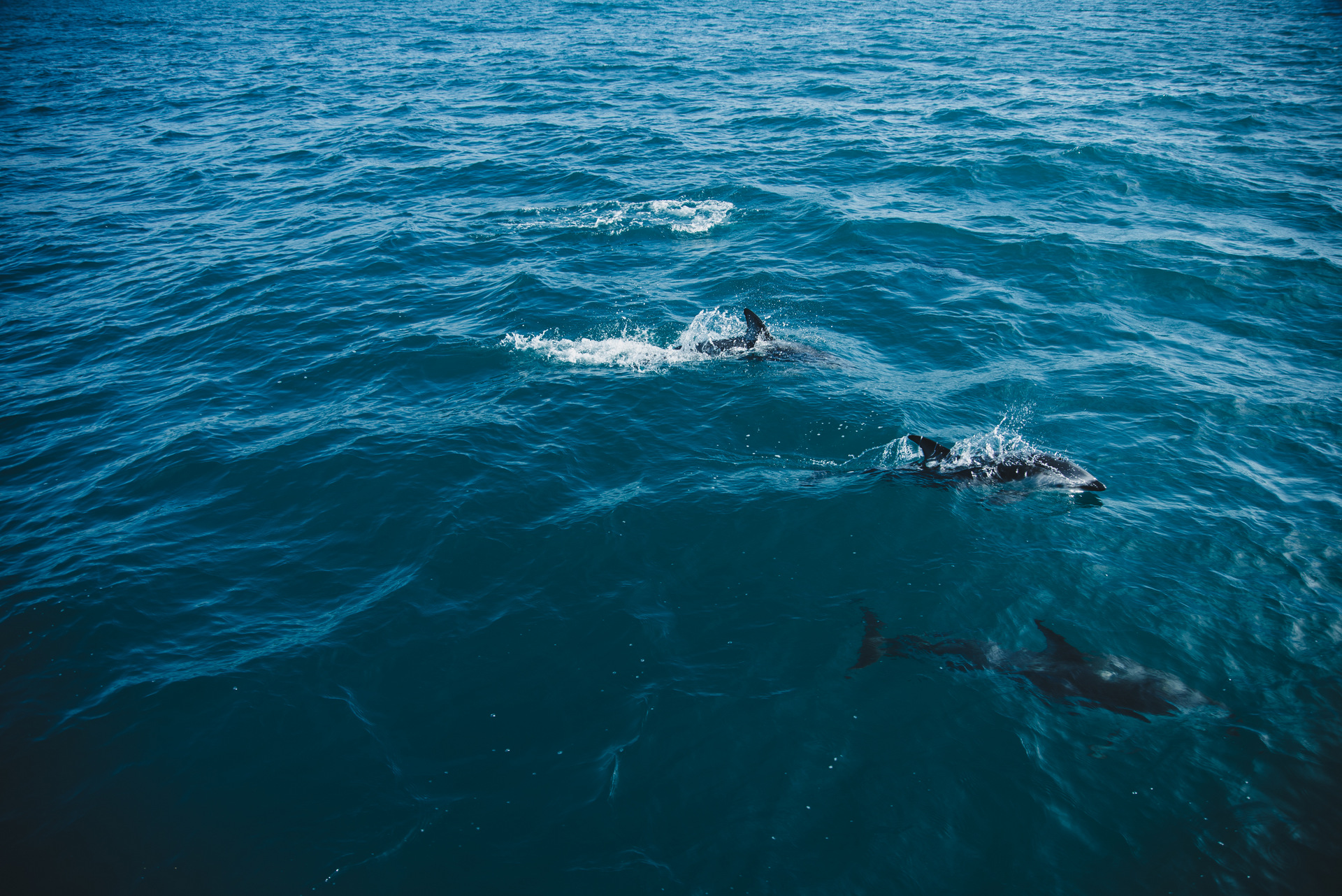 pływanie z delfinami nowa zelandia kaikoura