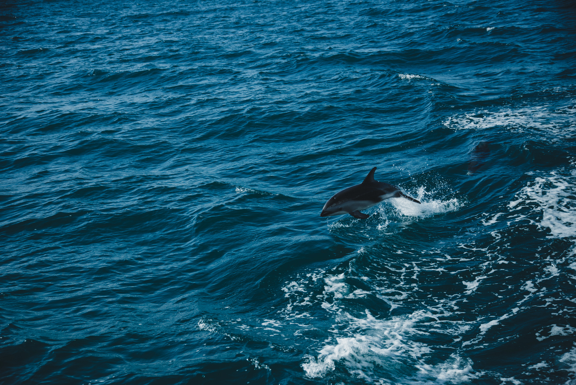 pływanie z delfinami nowa zelandia kaikoura