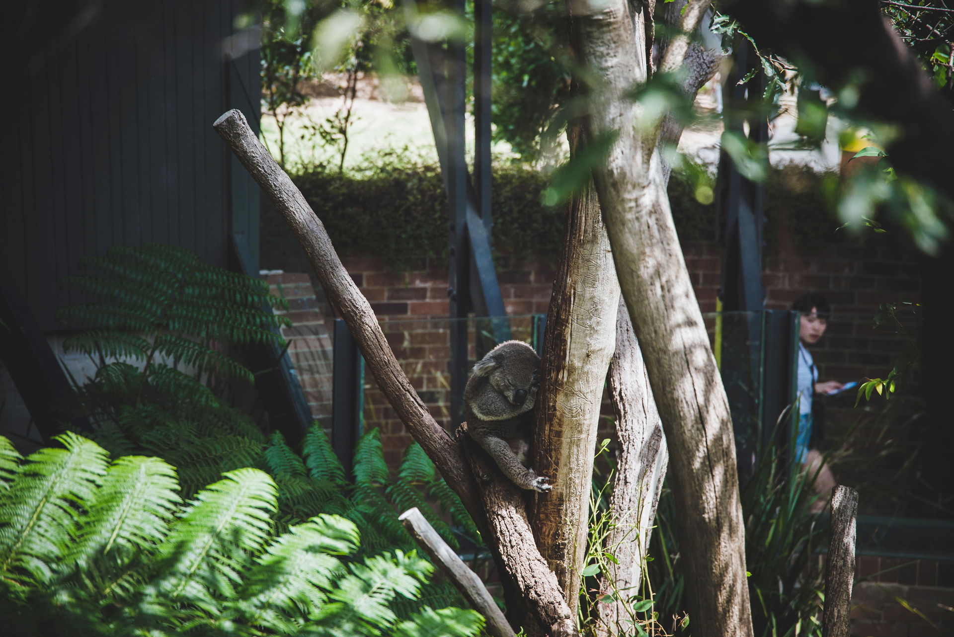 koala sydney zoo