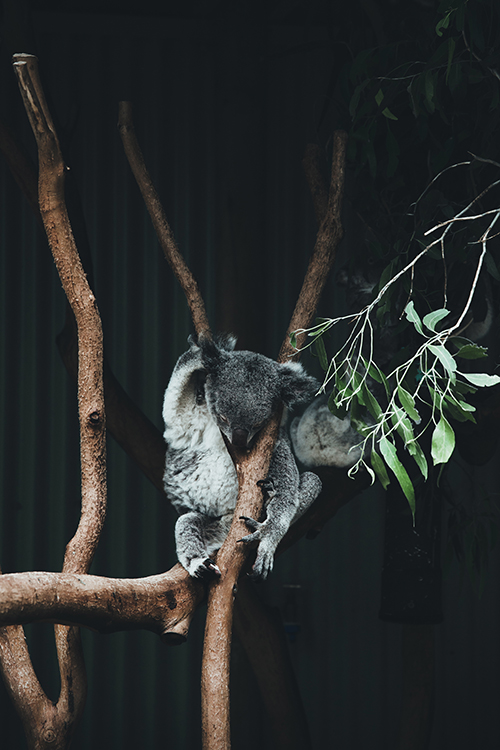 miś koala zwierzęta w Australii