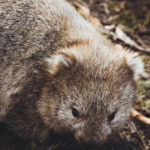 Tasmania: jaja jak wombaty